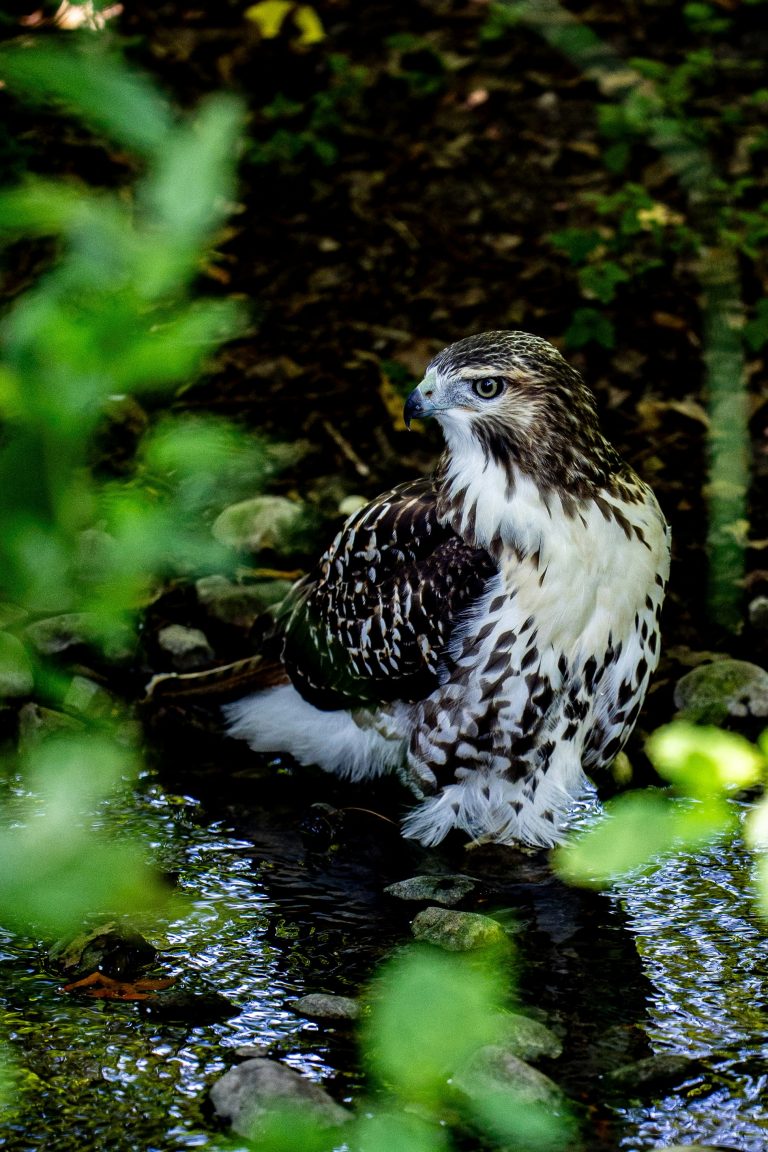 Part 2: The Emerald Hawk
